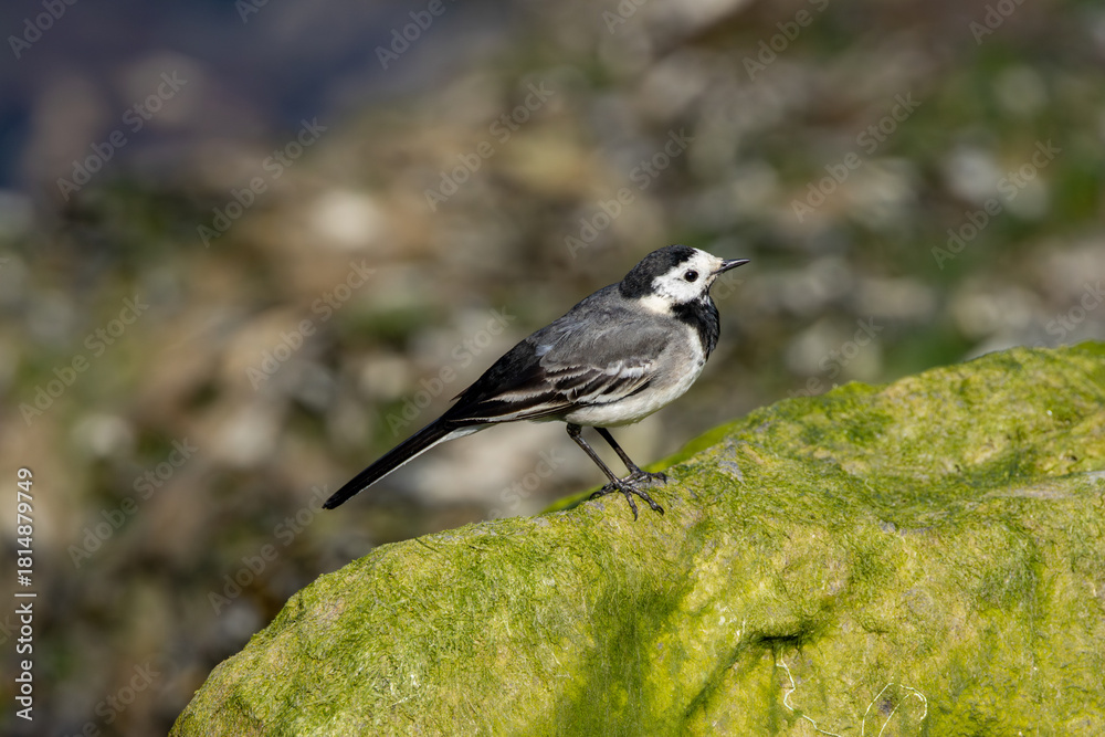 Obraz premium Adult White Wagtail (Motacilla alba) common in open habitats seen on Bull Island Dublin