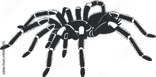 Detailed black silhouette vector illustration of a spider, ideal for nature and wildlife-themed design projects.
