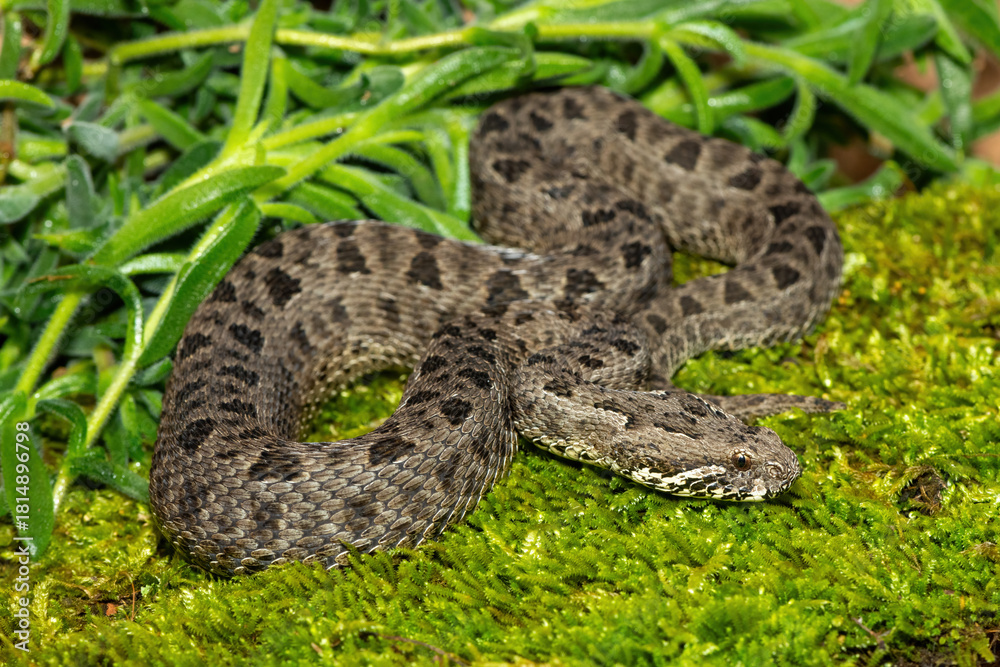 Obraz premium Close-up of a beautiful berg adder (Bitis atropos), from the Drakensberg. An African venomous snake on a mossy rock