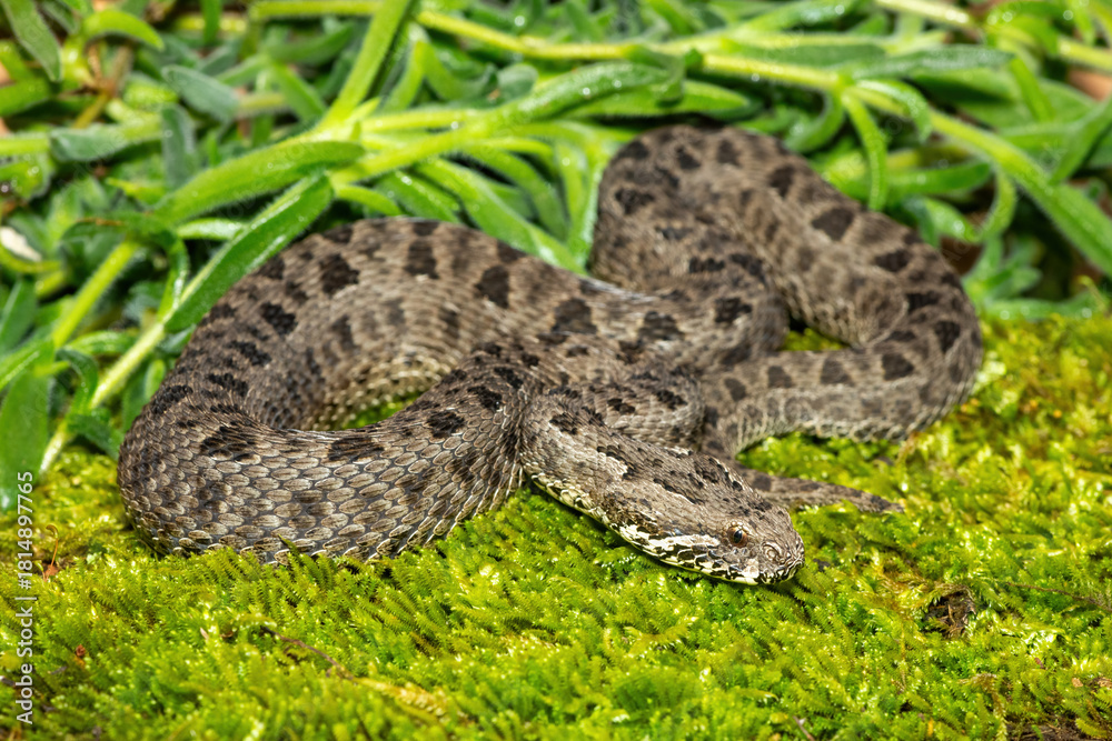 Obraz premium Close-up of a beautiful berg adder (Bitis atropos), from the Drakensberg. An African venomous snake on a mossy rock