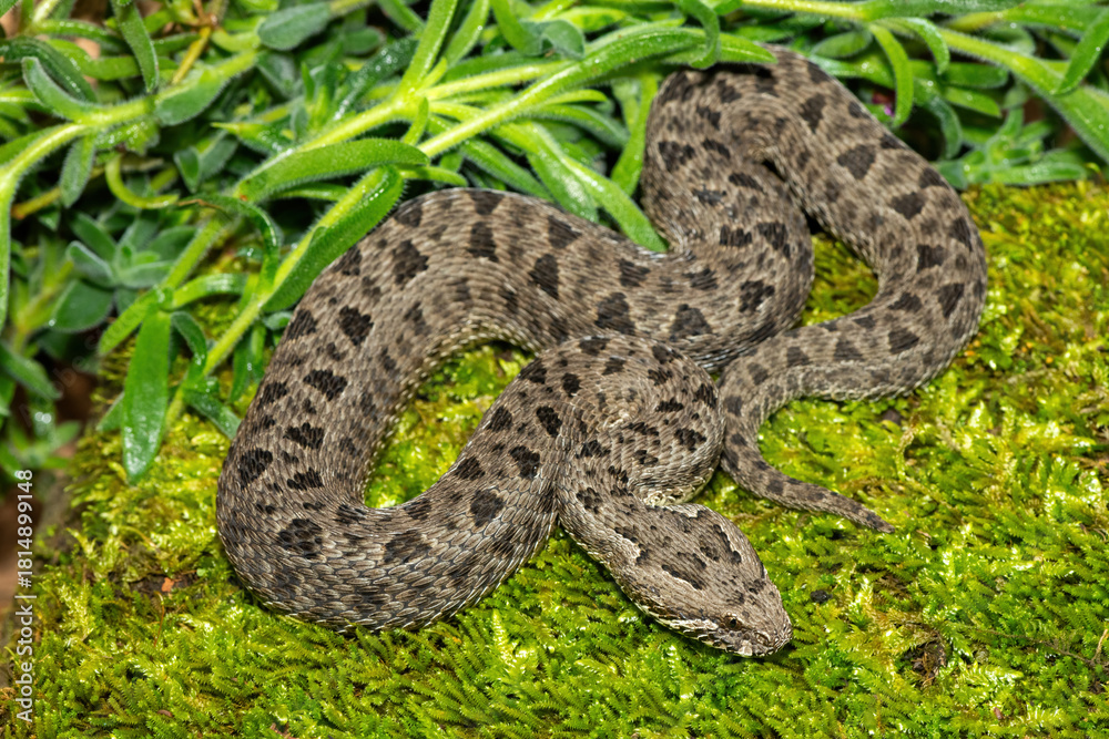 Fototapeta premium Close-up of a beautiful berg adder (Bitis atropos), from the Drakensberg. An African venomous snake on a mossy rock