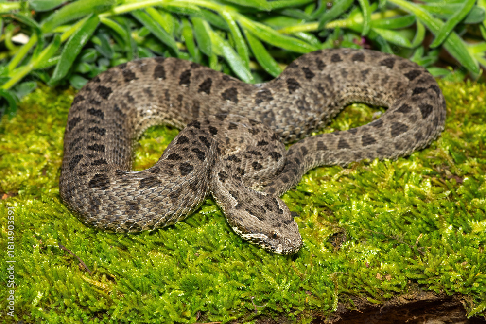 Obraz premium Close-up of a beautiful berg adder (Bitis atropos), from the Drakensberg. An African venomous snake on a mossy rock
