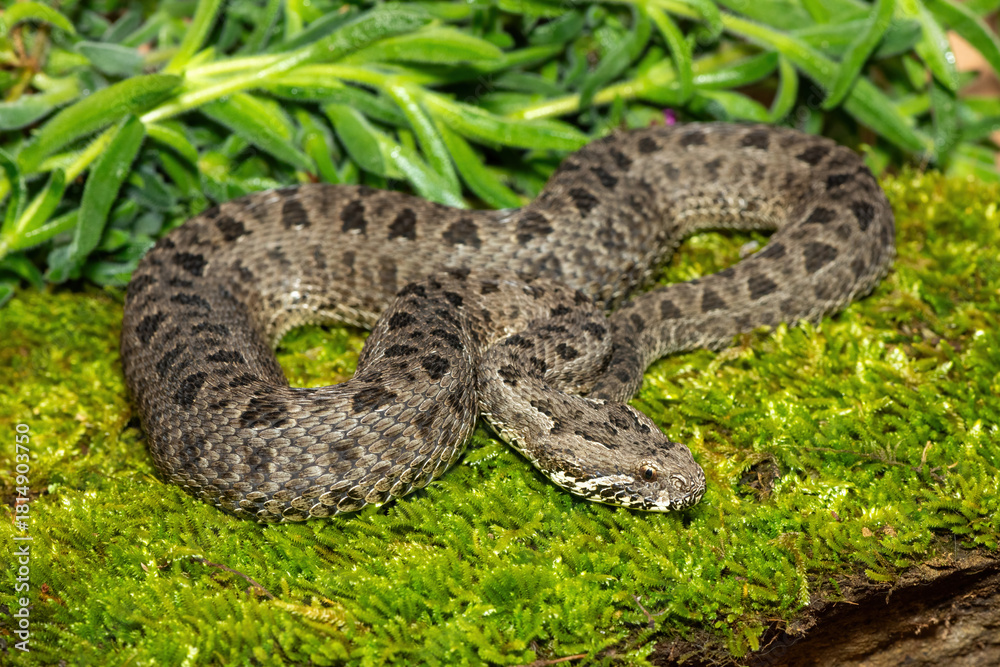 Fototapeta premium Close-up of a beautiful berg adder (Bitis atropos), from the Drakensberg. An African venomous snake on a mossy rock