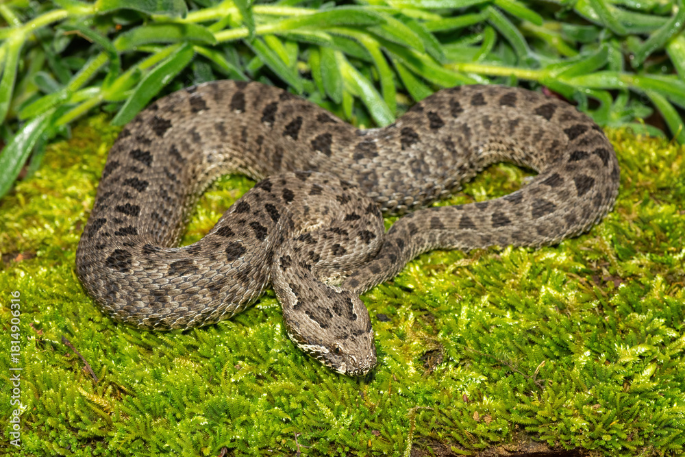Obraz premium Close-up of a beautiful berg adder (Bitis atropos), from the Drakensberg. An African venomous snake on a mossy rock
