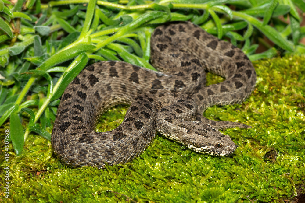 Fototapeta premium Close-up of a beautiful berg adder (Bitis atropos), from the Drakensberg. An African venomous snake on a mossy rock