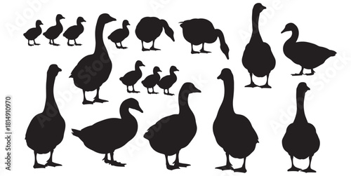 Silhouette of a family of geese standing and walking