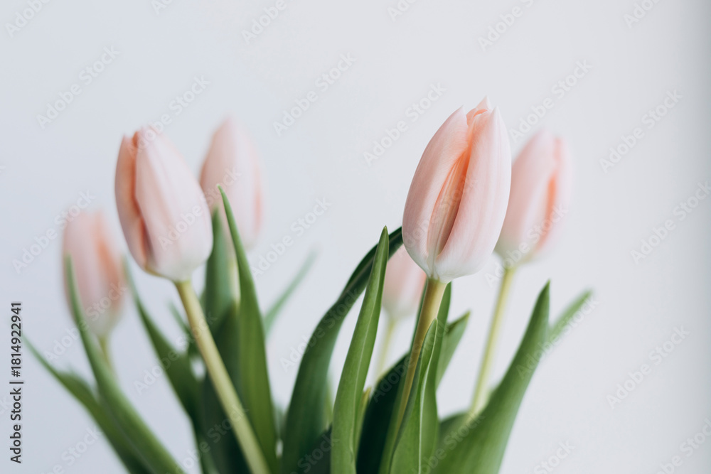 Obraz premium A delicate bouquet of salmon-colored tulips on a white background.