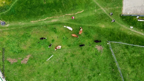 People Walking Near Cows in Farmland. High quality 4k footage