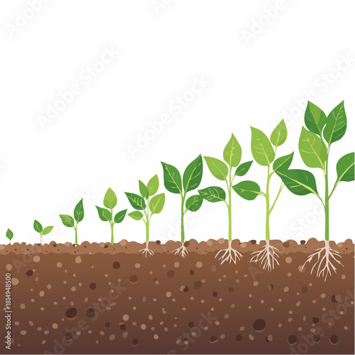 Plant Growth Stages from Seed to Sprout Vector Illustration