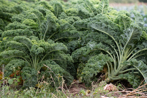 Ripe kale grows in the field. The leaves of the kale are clearly visible.