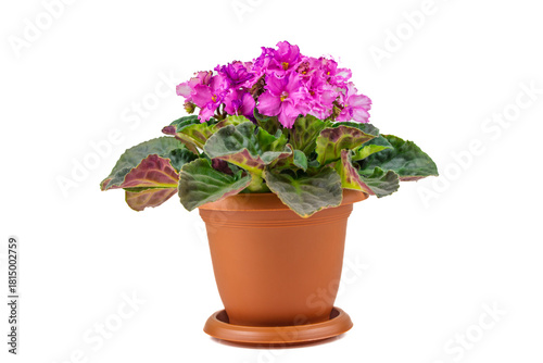A small pink flower pot with a pink flower in it