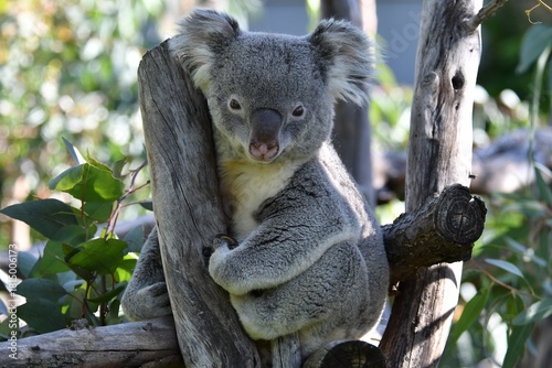 coleccion de varios animales salvajes