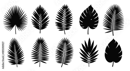 Collection of various tropical leaves in a minimalist black and white style