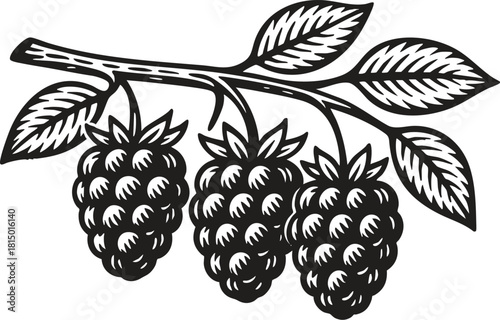 Blackberry branch botanical linocut illustration black and white etching style for packaging and label design