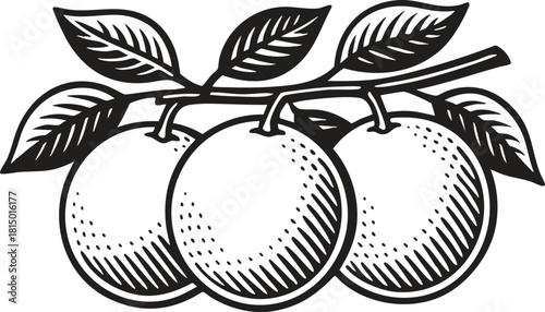 Grapefruit botanical branch linocut black and white etching style illustration for packaging and label designs