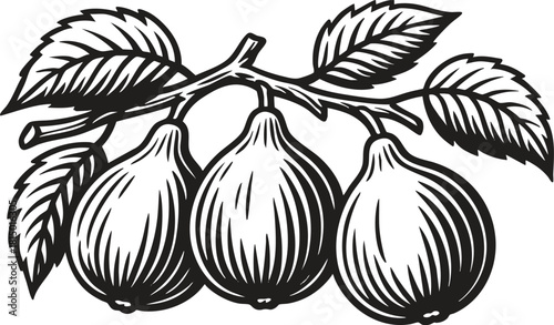 Fig branch botanical linocut black and white etching style illustration for vintage packaging and label design