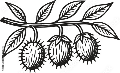 Castor Bean Linocut Illustration of Spiky Ricinus Fruits on Branch Retro Botanical Engraved Black and White Art for Packaging Uses