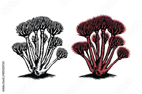 Two stylized illustrations of a plant with multiple stems and bushy tops
