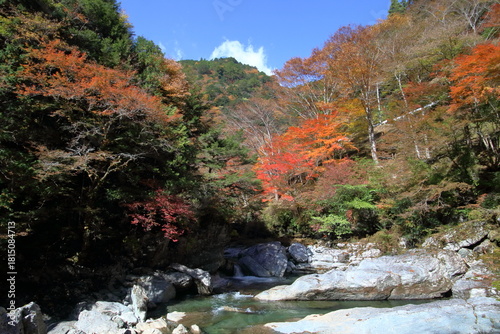 瀬戸川渓谷　河原で紅葉を眺める　（高知県　土佐町）