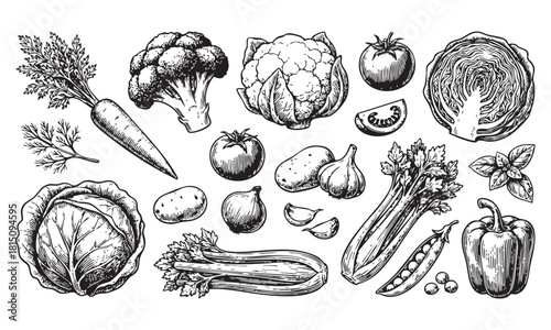 Handdrawn sketch of various fresh organic vegetables, healthy food collection