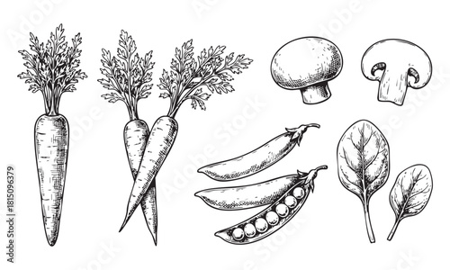Vintage handdrawn sketch of fresh carrots, peas, mushrooms, and spinach