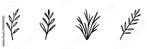 Botanical Herb And Grass Line Icon Set In Doodle Style. Nature, Plant Identification, And Herbal Illustration Outline Sketch Collection. Hand Drawn Isolated Vector Illustration