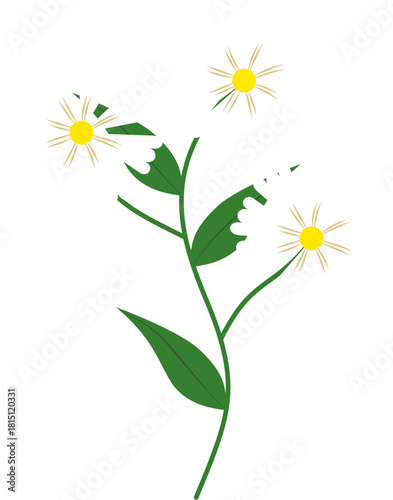 camomile flowers on white background