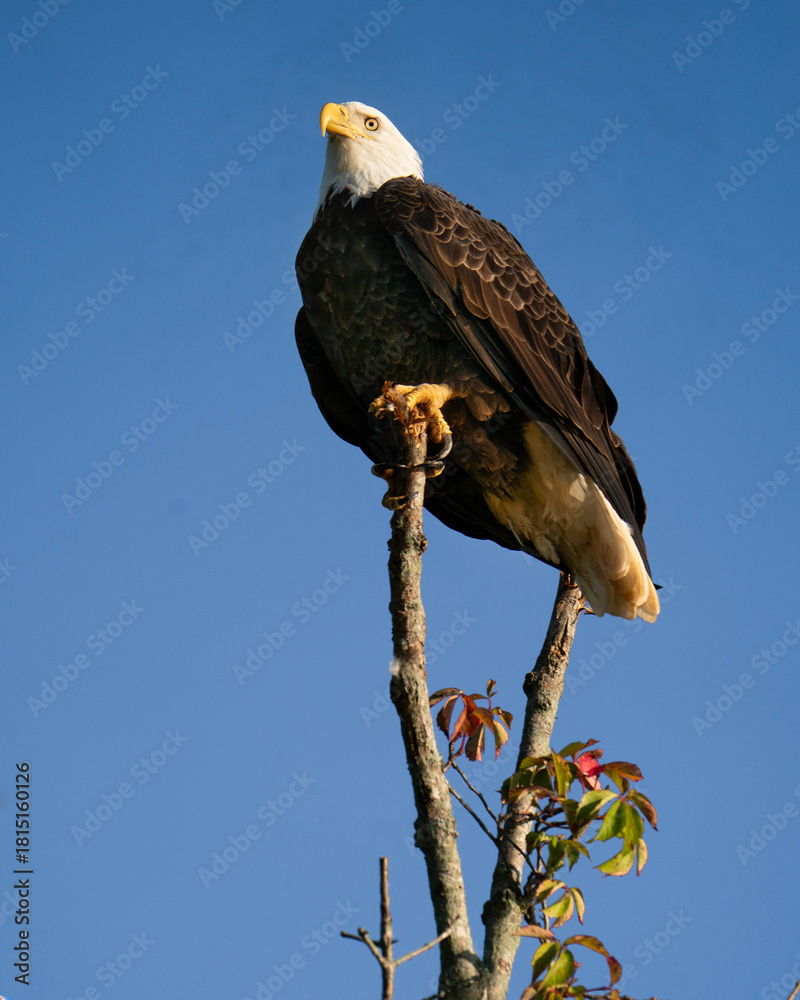 Obraz premium American Bald Eagle 