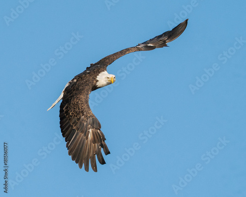 American Bald Eagle in Flight