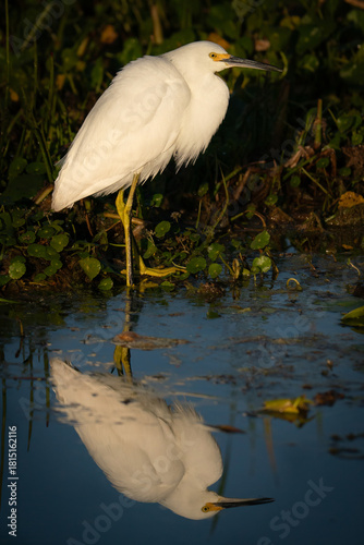 Snowy Egret Refection