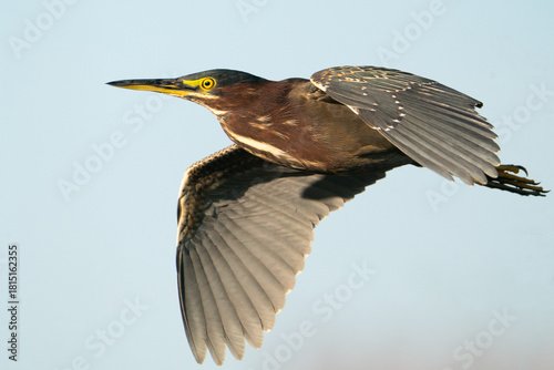Green Heron in Flight