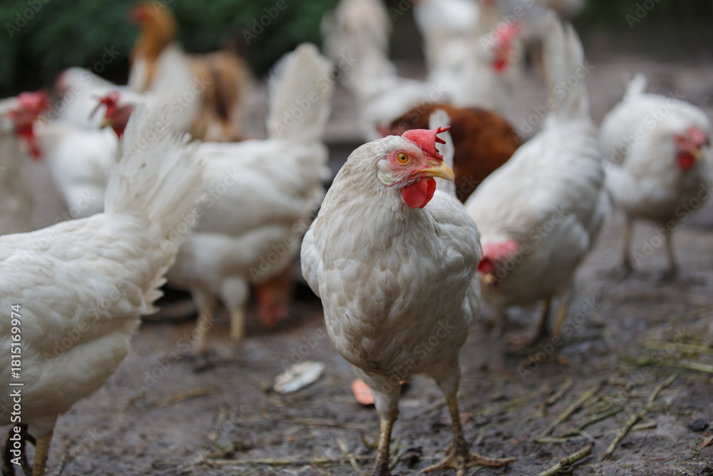 Naklejka premium White chicken standing in farmyard dirt looking