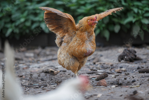 Brown hen stretching wings on dusty ground