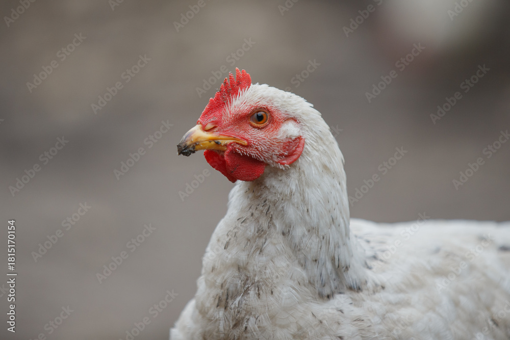 Naklejka premium White chicken hen closeup looking sideways