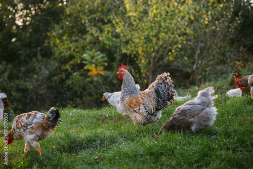 Free-range chickens foraging on green farm pasture