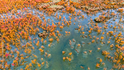 Foto Aerial view of orange and yellow marsh plants submerged in blue swamp water crea