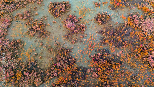Aerial texture of a muddy marshland with scattered clumps of purple and orange vegetation creating a speckled biological pattern from a bird's eye view