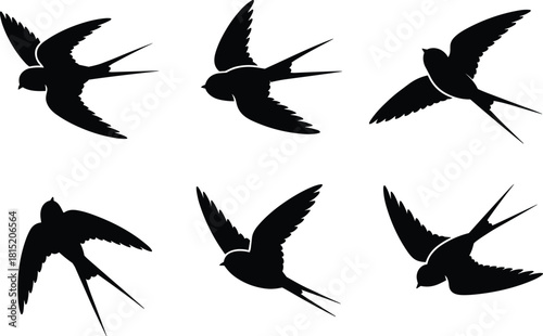 Set of flying swallow bird silhouettes in dynamic wing positions for nature illustration, wildlife design, migration themes and decorative artwork
