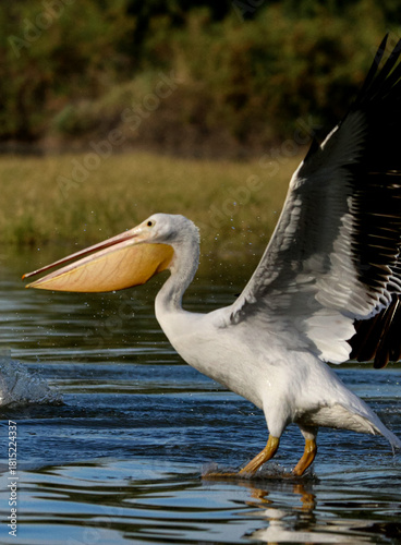 American White Pelican 