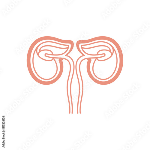 Stylized illustration of human kidneys and ureters in a minimalist line art style. Vector Illustrations. EPS Editable
