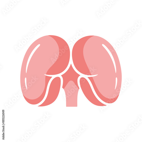 Stylized illustration of human kidneys in a minimalist flat design style. Vector Illustrations. EPS Editable