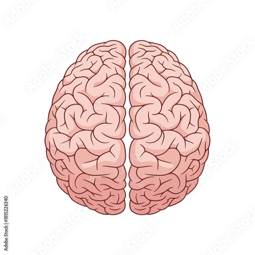 Top View of Human Brain Anatomy with Detailed Gyri and Sulci. Vector Illustrations. EPS Editable