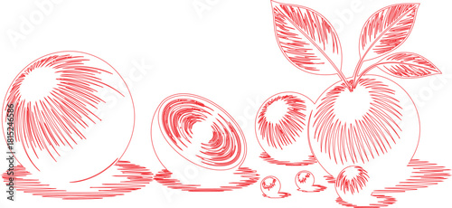 Red Ink Sketch Apples, Apple Slice, Leaves, and Shadows on a White Background