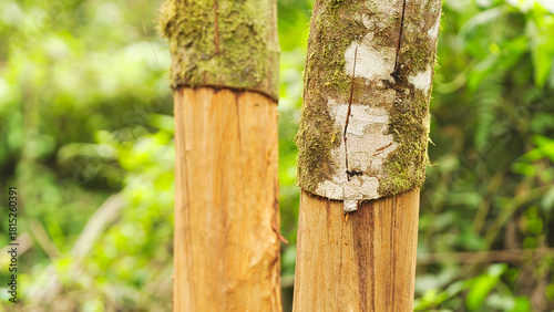 Quadro su tela closeup, cinnamon or cassia tree, cinnamomum burmani, with harvested bark in wes