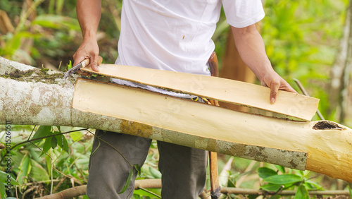 Indonesian farmer harvesting cinnamon or cassia bark, cinnamomum burmanii, with tool from tree in forest or plantation, west sumatra, indonesia, southeast asia