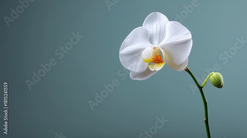 Elegant White Orchid Blooming on a Minimalist Background Showcasing Delicate Petals and Fresh Green Stem in Soft Natural Light