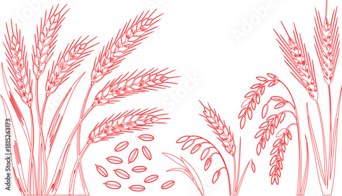 Red Outline Drawing Wheat Stalks, Oat Plants, and Scattered Grains on White Backdrop