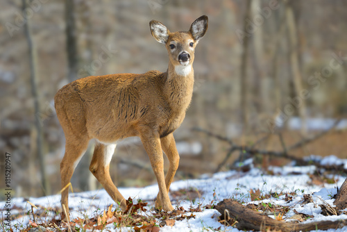 Tableau sur toile White-tailed deer in winter forest - Shenandoah National Park, Virginia - United