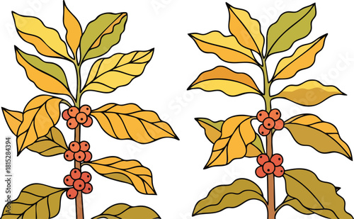 Two Coffee Plants With Red Berries And Yellow Green Leaves On White Background