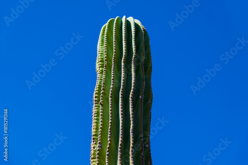 Mexican giant cardon cactus field in the desert in Baja California Sur La Paz Mexico (Pachycereus pringlei)